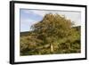 Old Rowan Tree on the Slopes of Dunkery Beacon-null-Framed Photographic Print