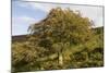 Old Rowan Tree on the Slopes of Dunkery Beacon-null-Mounted Photographic Print