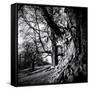 Old Royal Trees-Rory Garforth-Framed Stretched Canvas