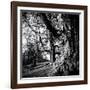 Old Royal Trees-Rory Garforth-Framed Photographic Print