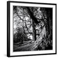 Old Royal Trees-Rory Garforth-Framed Photographic Print