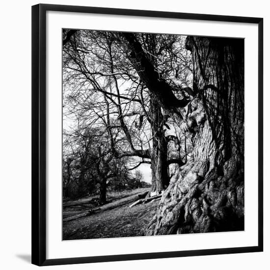 Old Royal Trees-Rory Garforth-Framed Photographic Print