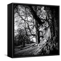 Old Royal Trees-Rory Garforth-Framed Stretched Canvas