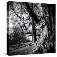 Old Royal Trees-Rory Garforth-Stretched Canvas