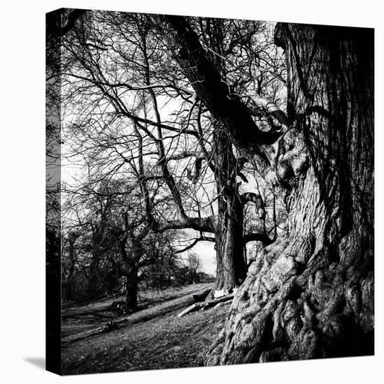 Old Royal Trees-Rory Garforth-Stretched Canvas