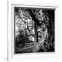 Old Royal Trees-Rory Garforth-Framed Premium Photographic Print