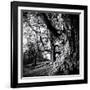 Old Royal Trees-Rory Garforth-Framed Premium Photographic Print