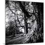 Old Royal Trees-Rory Garforth-Mounted Premium Photographic Print