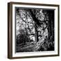 Old Royal Trees-Rory Garforth-Framed Photographic Print