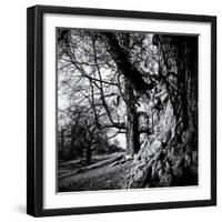Old Royal Trees-Rory Garforth-Framed Photographic Print