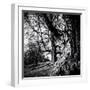 Old Royal Trees-Rory Garforth-Framed Photographic Print