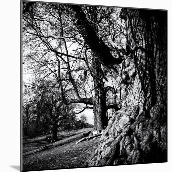 Old Royal Trees-Rory Garforth-Mounted Photographic Print