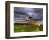 Old Rusty Lobster Boat on a Grassy Bank by the Ocean in Nova Scotia-Frances Gallogly-Framed Photographic Print