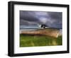 Old Rusty Lobster Boat on a Grassy Bank by the Ocean in Nova Scotia-Frances Gallogly-Framed Photographic Print
