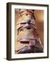 Old Saddles, Richardsons Trading Post, New Mexico, Usa-Julian McRoberts-Framed Photographic Print