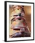 Old Saddles, Richardsons Trading Post, New Mexico, Usa-Julian McRoberts-Framed Photographic Print