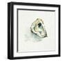 Old Salt Shell II-Emma Caroline-Framed Art Print