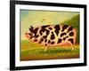 Old Spot Pig, 1998-Frances Broomfield-Framed Giclee Print