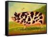 Old Spot Pig, 1998-Frances Broomfield-Framed Stretched Canvas