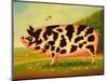 Old Spot Pig, 1998-Frances Broomfield-Mounted Giclee Print