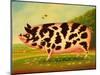Old Spot Pig, 1998-Frances Broomfield-Mounted Premium Giclee Print