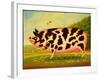 Old Spot Pig, 1998-Frances Broomfield-Framed Giclee Print