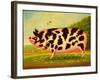 Old Spot Pig, 1998-Frances Broomfield-Framed Giclee Print