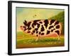 Old Spot Pig, 1998-Frances Broomfield-Framed Giclee Print