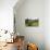 Old Stone Wall and Wooden Fence Keep in Sheep Living at Parco Archeologico Di Iloi, Italy, Oristano-Alida Latham-Photographic Print displayed on a wall