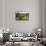 Old Stone Wall and Wooden Fence Keep in Sheep Living at Parco Archeologico Di Iloi, Italy, Oristano-Alida Latham-Framed Stretched Canvas displayed on a wall
