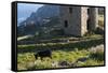 Old Tin Mine Workings, Botallack, Pendeen,Cornwall, England-Paul Harris-Framed Stretched Canvas