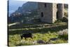 Old Tin Mine Workings, Botallack, Pendeen,Cornwall, England-Paul Harris-Stretched Canvas