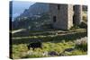 Old Tin Mine Workings, Botallack, Pendeen,Cornwall, England-Paul Harris-Stretched Canvas