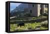 Old Tin Mine Workings, Botallack, Pendeen,Cornwall, England-Paul Harris-Framed Stretched Canvas