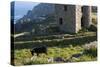 Old Tin Mine Workings, Botallack, Pendeen,Cornwall, England-Paul Harris-Stretched Canvas