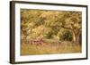 Old Tractor I-Kathy Mahan-Framed Photographic Print