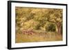 Old Tractor I-Kathy Mahan-Framed Photographic Print