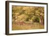 Old Tractor I-Kathy Mahan-Framed Photographic Print