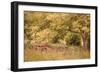 Old Tractor I-Kathy Mahan-Framed Photographic Print