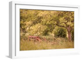 Old Tractor I-Kathy Mahan-Framed Photographic Print