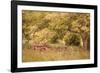 Old Tractor I-Kathy Mahan-Framed Photographic Print