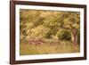 Old Tractor I-Kathy Mahan-Framed Photographic Print