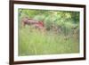 Old Tractor II-Kathy Mahan-Framed Photographic Print