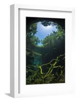 Old Tree Branches On The Floor Of Cenote Pool, Beneath The Forest Canopy With Snell'S Window Effect-Alex Mustard-Framed Photographic Print