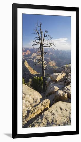 Old Tree, Grand View Point, Grand Canyon National Park, Arizona, Usa-Rainer Mirau-Framed Photographic Print