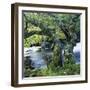Old Tree Growing over Stream-Micha Pawlitzki-Framed Photographic Print