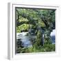 Old Tree Growing over Stream-Micha Pawlitzki-Framed Photographic Print