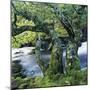 Old Tree Growing over Stream-Micha Pawlitzki-Mounted Photographic Print
