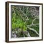 Old Tree in Wharariki, Tasman, South Island, New Zealand-Rainer Mirau-Framed Photographic Print