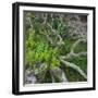 Old Tree in Wharariki, Tasman, South Island, New Zealand-Rainer Mirau-Framed Photographic Print